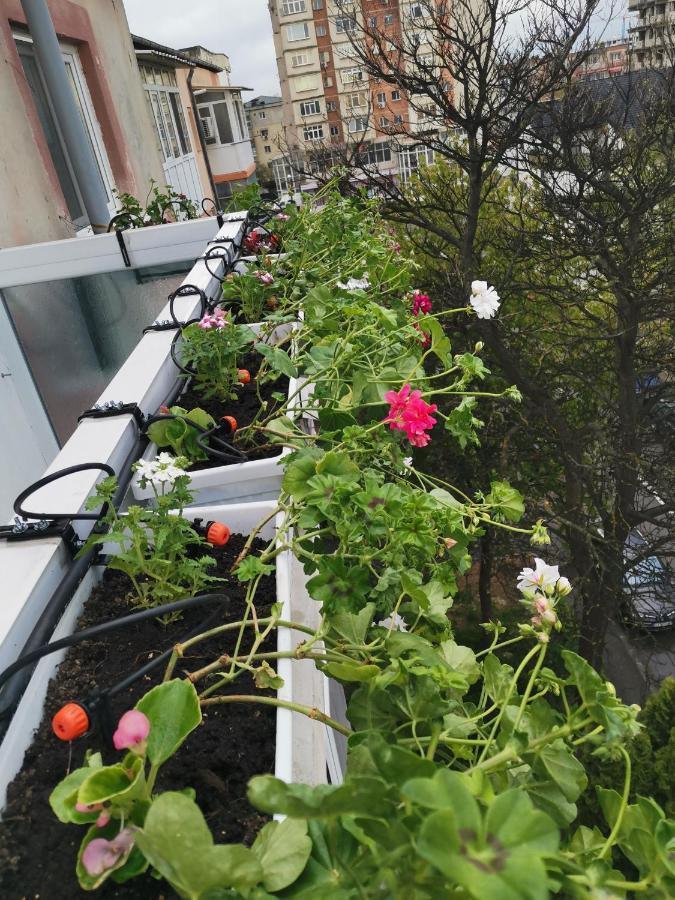 Bloom Box Apartments Craiova Eksteriør bilde